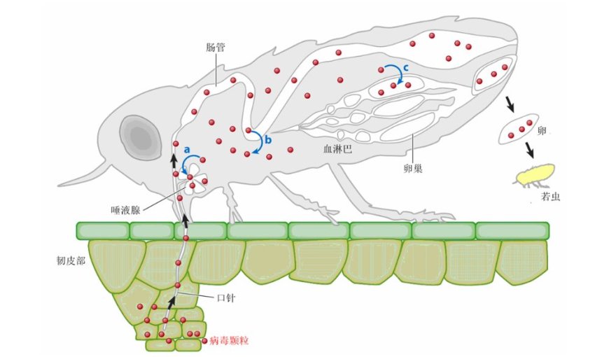 病毒为何选择定制的昆虫便车?科学家尝试“乱点鸳鸯谱”有了新发现