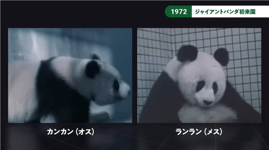中国熊猫回去了,日本这个熊猫小镇还撑得下去吗?